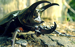 black beetle, stag beetle, insect, animals