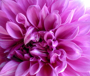 close up photo of layered petaled flower
