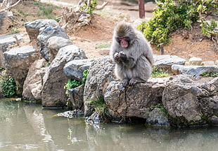 gray monkey on brown rock during daytime