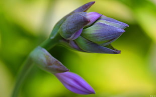 close photo of purple and green flowers