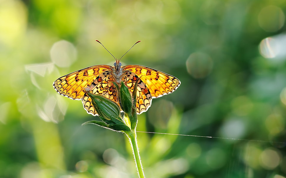 Blur,  Wings,  Reflections,  Macro HD wallpaper