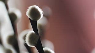 Willow Tree buds close-up photo