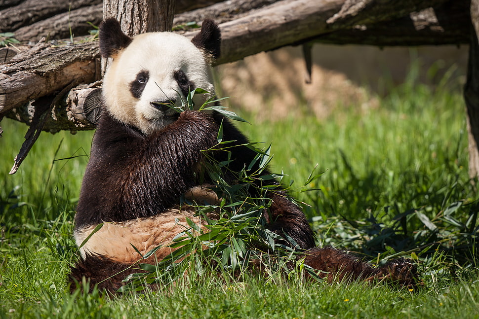 Panda eating Eucalyptus HD wallpaper