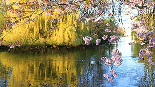 cherry blossom tree near lake with mangroves 3D wallpaper