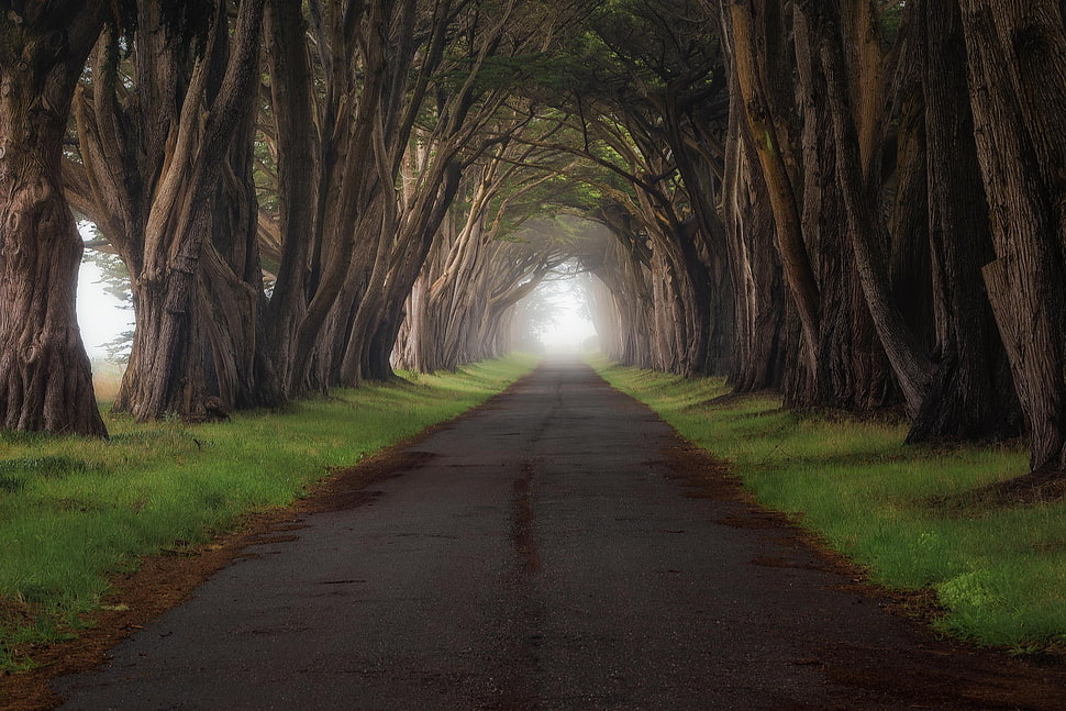 grey concrete road, landscape, trees, road HD wallpaper