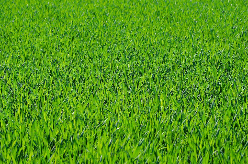 green grass field HD wallpaper