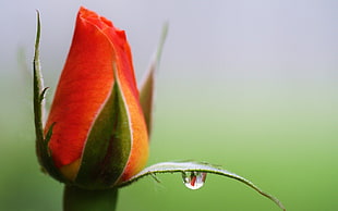 red Rose flower bud with water dew