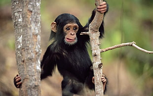 Monkey hanging on brown tree branch close-up photo during daytime
