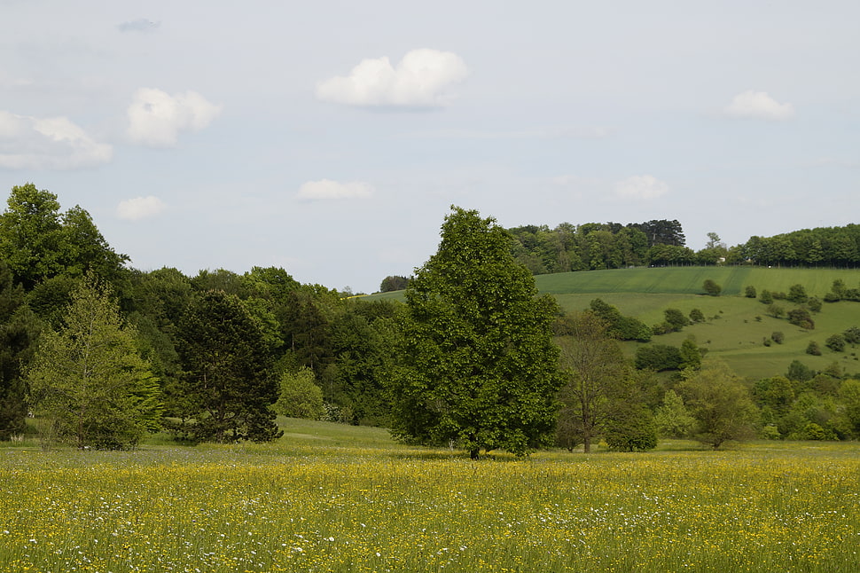 green grass land HD wallpaper