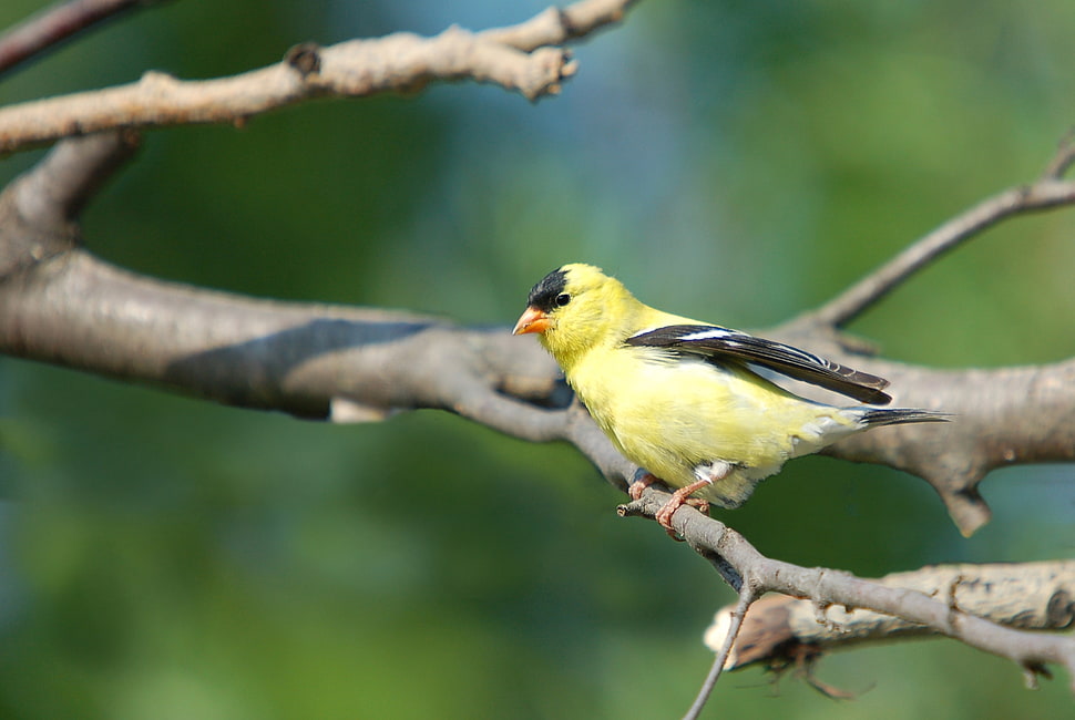 yellow, black, and gray Bird on tree trunk HD wallpaper