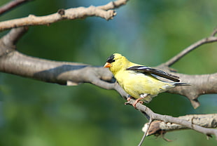 yellow, black, and gray Bird on tree trunk