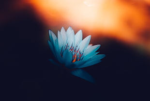 blue water lily, Blue lotus, 4K