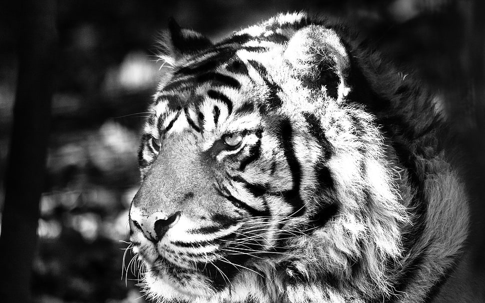 adult Tiger HD wallpaper