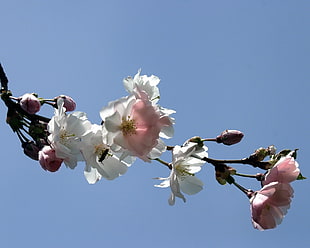shallow focus photography of white and pink petaled flowers during daytime