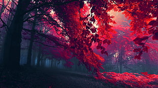 red leave trees forest