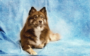 brown and white medium-coated dog