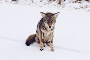 adult brown wolf, Gray fox, Snow, Predator