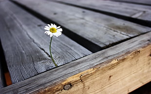 white Daisy flowers on grey wooden wood pallet