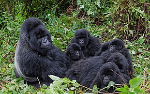 black gorilla, apes, gorillas, animals, families