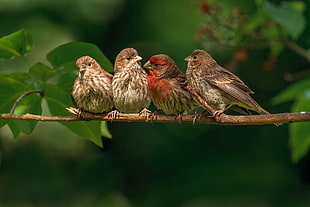 four house Finches perching on branch