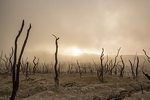 time lapse photography of burnt forest covered in ash