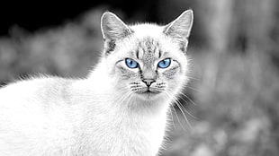 white and black cat print crew-neck shirt, cat, animals, blue eyes
