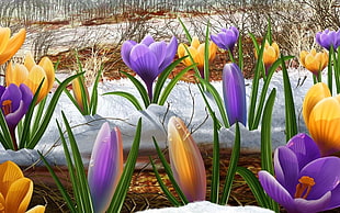 yellow and purple flowers sprouting after winter