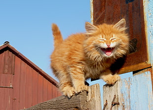 orange Persian cat on fence during daytime