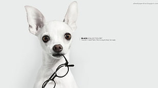 white Chihuahua, artwork, commercial, glasses, dog