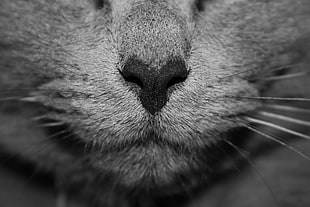 grayscale close up photography of cat's mouth