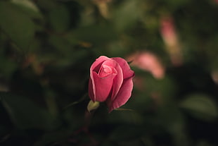 pink rose in selective focus photograph