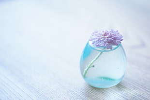 pink petaled flower in clear glass vase