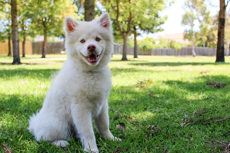 white Siberian husky puppy HD wallpaper