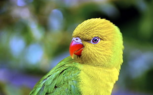 depth of field photography of short red beak yellow and green bird