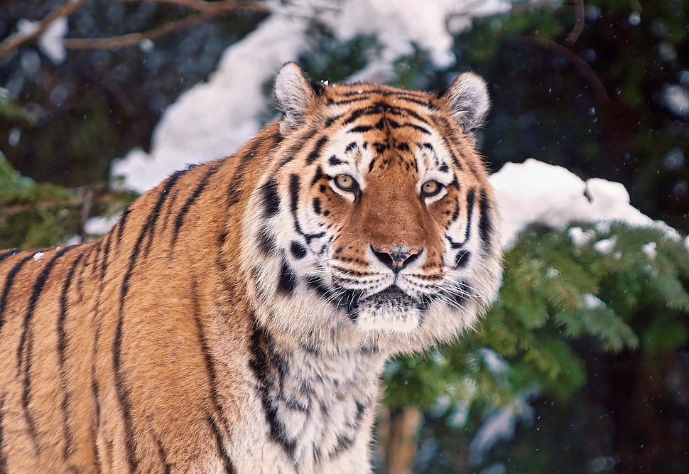 Tiger photography HD wallpaper
