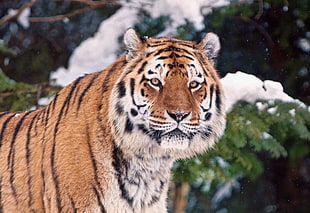 Tiger photography