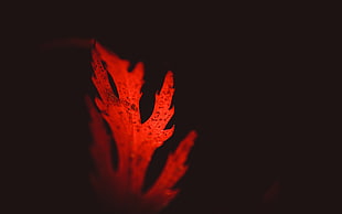 red leaf light HD wallpaper