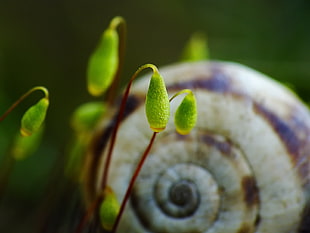 shallow focus photography of gray shell