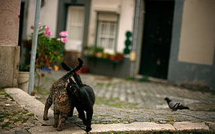 brown tabby cat beside black cat