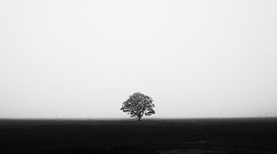 greyscale photo of tree, monochrome, photography, symmetry HD wallpaper