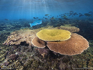National Geographic TV show still screenshot, National Geographic, coral, fish, underwater HD wallpaper