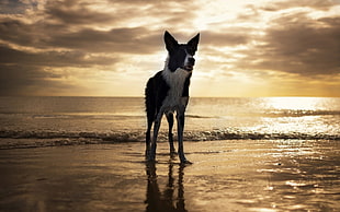 white and black short dog on seashore