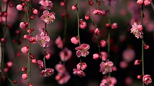 pink petaled flowers, nature