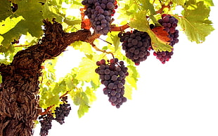 grape fruit lot on tree during daytime