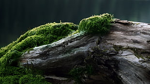 gray wood log with moss