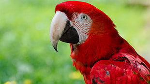red macaw bird, animals, macaws, nature, closeup