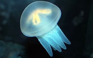 jellyfish under water HD wallpaper