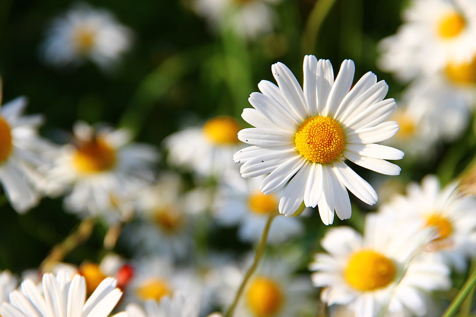 selective focus photography of white Daisy flowers in bloom during daytime HD wallpaper