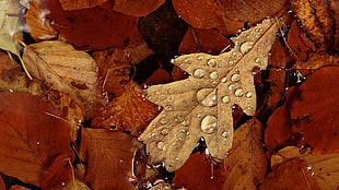 dried leaves with water HD wallpaper