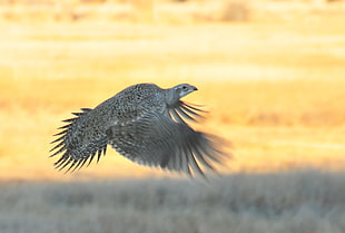 black bird flying during daytime, greater sage grouse, grouse